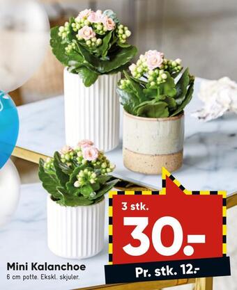 Bilka Mini kalanchoe tilbud