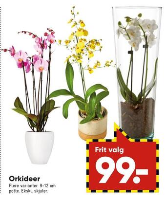 Bilka Orkideer tilbud