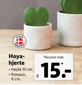 Hoya- hjerte