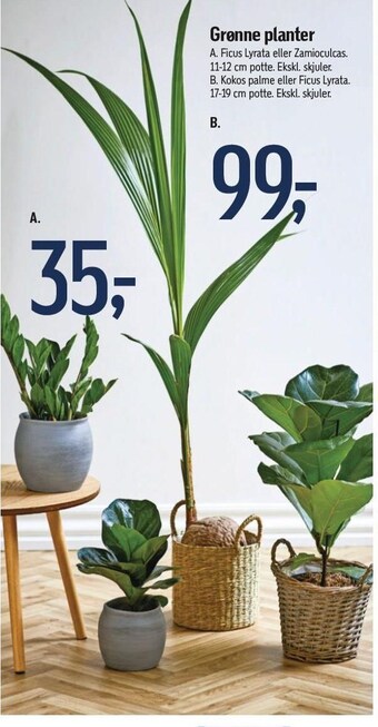 Grønne planter