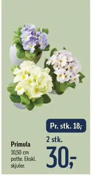 Føtex Primula 2 stk. tilbud
