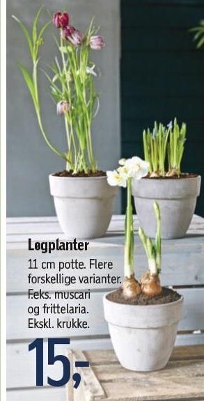 Føtex Løgplanter tilbud