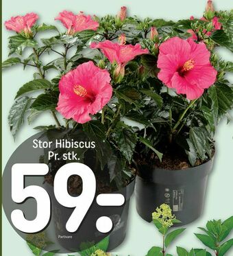 REMA 1000 Stor Hibiscus tilbud