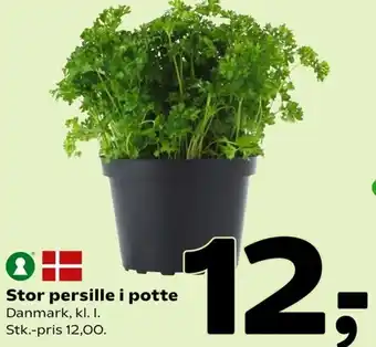 Stor Persille I Potte