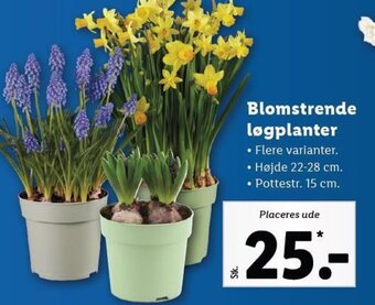 Lidl Blomstrende Løgplanter tilbud