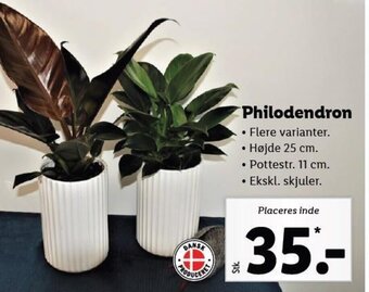 Lidl Philodendron tilbud