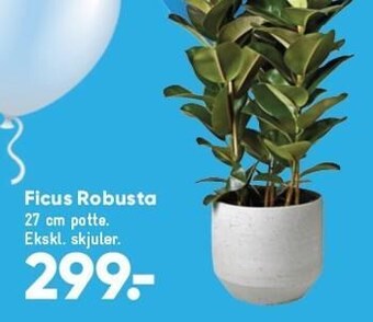 Bilka Ficus robusta tilbud