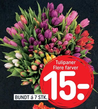 Tulipaner