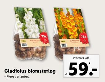 Lidl Gladiolus blomsterløg tilbud