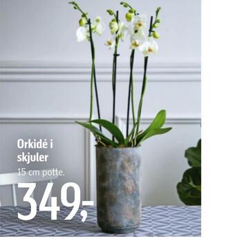Føtex Orkidé i skjuler tilbud