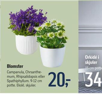 Føtex Blomster tilbud