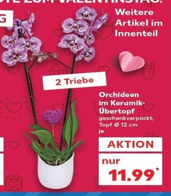 Kaufland Orchidee im Keramik -Übertopf tilbud