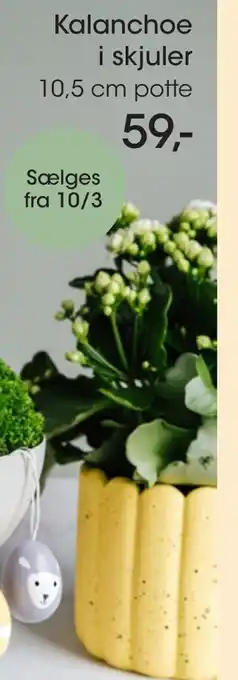 Bilka Kalanchoe i Skjuler tilbud
