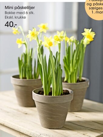Bilka Mini Påskeliljer tilbud