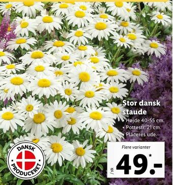 Let-Køb Stor dansk staude tilbud
