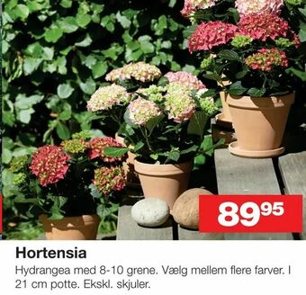 Bauhaus Hortensia tilbud