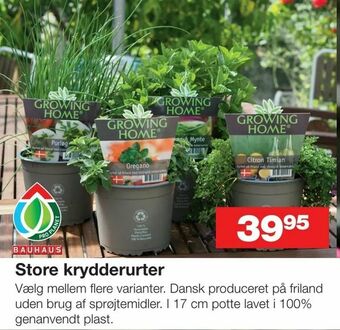 Bauhaus Store krydderurter tilbud