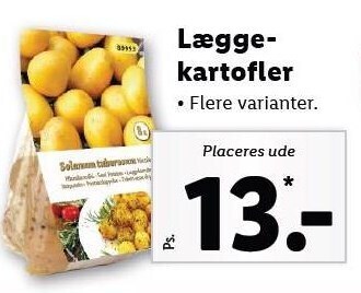 Læggekartofler
