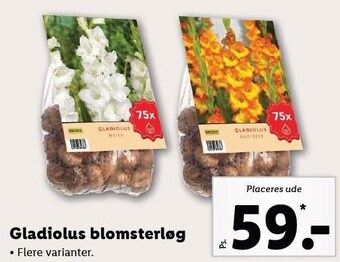 Lidl Gladiolus blomsterløg tilbud