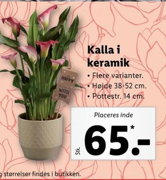 Ukendt planter