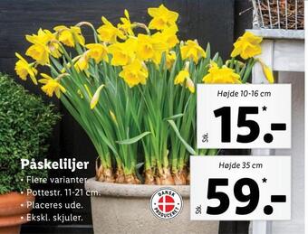 Påskeliljer