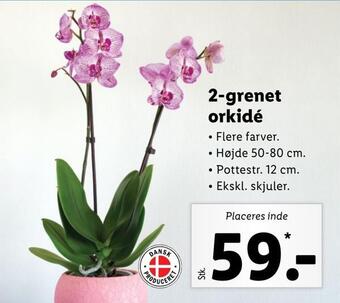 Lidl 2-grenet orkidé tilbud