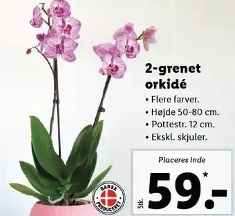 Lidl 2-grenet orkidé tilbud