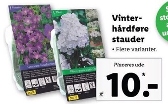 Lidl Vinterhårdføre stauder tilbud