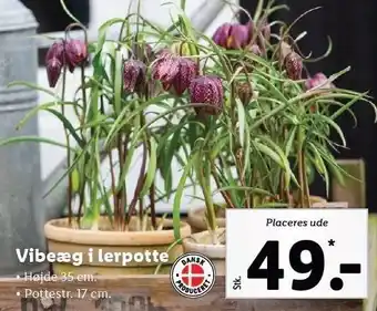 Lidl Vibeæg i lerpotte tilbud