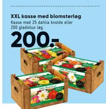 Bilka Ukendt blomsterløg tilbud