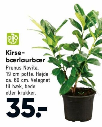 Bilka Kirsebærlaurbær tilbud