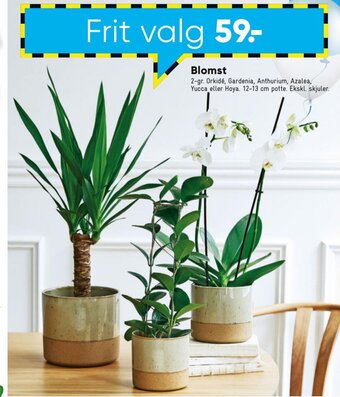 Bilka Blomst tilbud