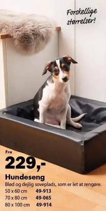 Hundeseng