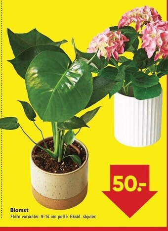 Bilka Blomst tilbud