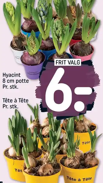 REMA 1000 Hyacint eller têtê à têtê tilbud