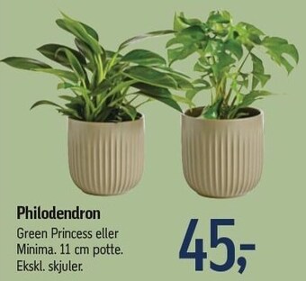 Føtex Philodendron tilbud