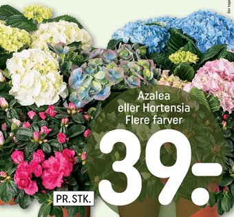 REMA 1000 Azalea Eller Hortensia tilbud