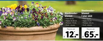 Lidl Stedmoder blomst tilbud