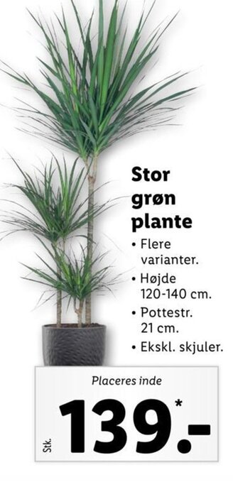 Lidl Stor Grøn Plante tilbud