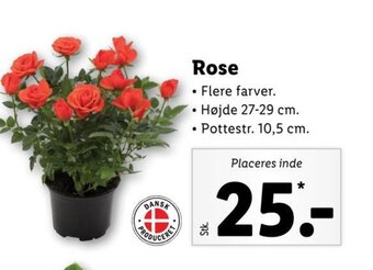 Lidl Rose tilbud