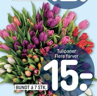 Tulipaner