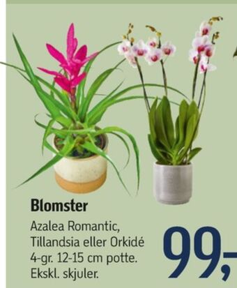 Føtex Ukendt planter tilbud