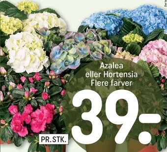 REMA 1000 Azalea Eller Hortensia tilbud