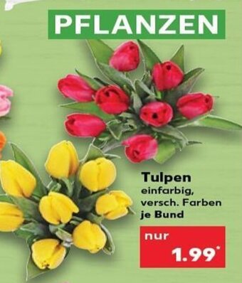 Kaufland Tulpen tilbud