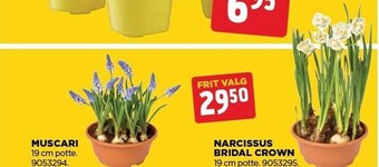 jem & fix Muscari tilbud