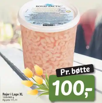 Rejer i Lage XL