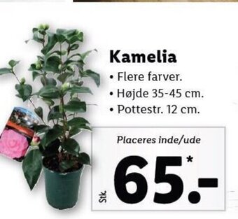 Lidl Kamelia tilbud