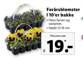 Lidl Forårsblomster i 10'er Bakke tilbud