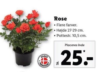 Lidl Rose tilbud
