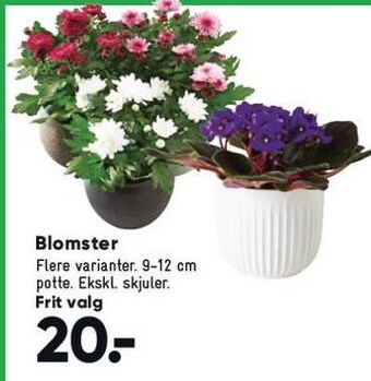 Bilka Blomster tilbud
